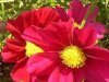 Cosmea 002 359X272.jpg