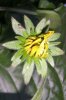 Rudbeckia-BlÃ¼te 0001 333X500.jpg