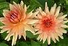 Dahlien 0007.jpg