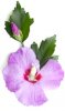 BLUMEN Sharon-Rose.jpg