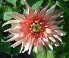 Dahlien 0002.jpg