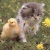TIERE Avatar 3835, Baby Goose+Kitten, 100x100mm.jpg