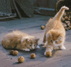 katze-68.gif