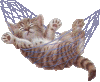 katze-14.gif