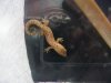Lepidodactylus lugubris 24.07.05 2.JPG