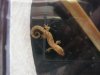 Lepidodactylus lugubris 24.07.05 3.JPG