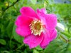 Alpenheckenrose4.jpg