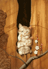 katze-53.gif