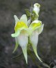 Linaria.vulgaris.jpg