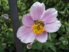 ro13sommeranemone mit biene.JPG