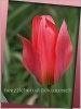 1082573749tulpe.jpg