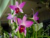 Laelia%20anceps%20Blumen%20Insel_-.jpg