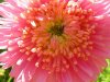 aster.JPG