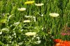 Botanischer Garten 058 500X334.jpg