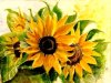 sonnenblumen%2030x40.jpg