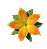 blume11.gif