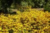 Botanischer Garten 032 500X333.jpg