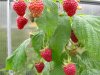 himbeeren.JPG