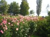 PICT0033.jpg