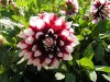 PICT0039.jpg