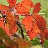 herbstblÃ¤tter.jpg