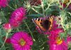 Schmetterling.jpg
