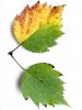 PFLANZEN HerbstblÃ¤tter leaf-greenyellow.jpg
