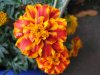 rotagetes.JPG