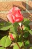 Oktoberrose 0004.jpg