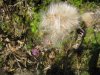 herbst1distel.JPG