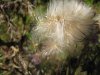 herbst2distel.JPG