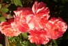 Hr 0001 600X412.jpg