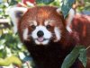 red-panda-web.jpg