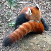 zoo-red-panda-01.jpg