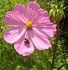 Cosmea 3 mit Biene 339X349.jpg