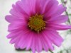herbstcosmea2.JPG