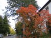 herbstfarben1.JPG