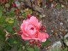 rose09.jpg