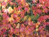 herbst1.JPG