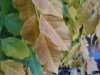 herbst2.JPG