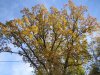herbst3.JPG