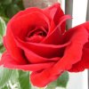 BLUMEN Rose rot, 350x350.jpg