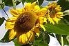 BLUMEN Sonnenblume.jpg