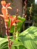 Canna  012 450X600.jpg