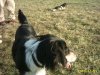 hundewiese1.JPG