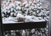 franzÃ¶sisches-fenster2.jpg
