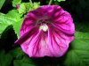 Resize of DSCN1675.JPG