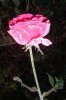 Rosen 0005 333X500.jpg
