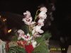 Blumen 00009.JPG