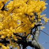 nuytsia-floribunda.jpg